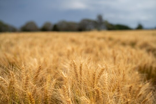 wheat and barley crop in a field in summer in australia