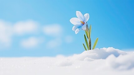 Resilience Unveiled: Fresh Tiny Flower Blooming Out of Deep Snow Against Blue Sky