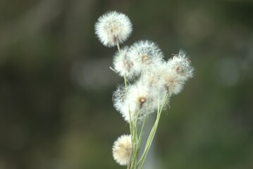 flower, nature, plant, spring, flowers, grass, garden, macro, leaf, summer, flora, herb, meadow, white, bloom, bee, blossom, beauty, wild, season, closeup, close-up, branch