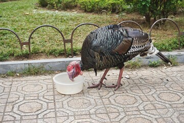 Turkey eating out of a bowl on the sidewalk in an urban setting