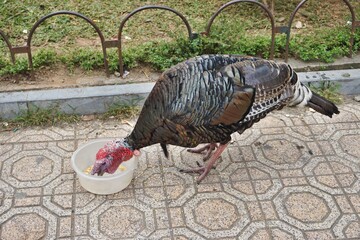 Closeup of a mature turkey hen feeding from a white bowl on a patterned city sidewalk
