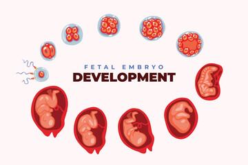 Human embryo development nine month stages medical infographic poster, baby toddler, Embryo month stage growth, Medical illustration of foetus cycle birth, vector illustration. - obrazy, fototapety, plakaty