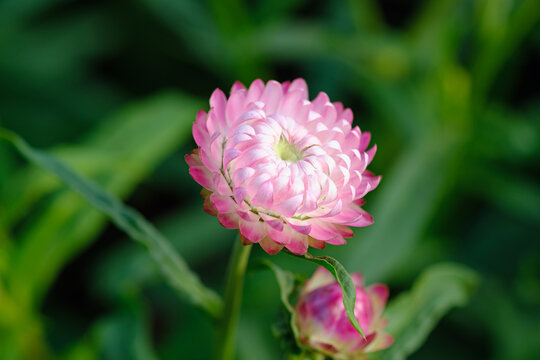 Pink strawflower in outdoor garden. with beauty of nature