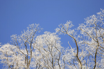 護摩壇山の青空と樹氷