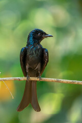 BRONZED DRONGO