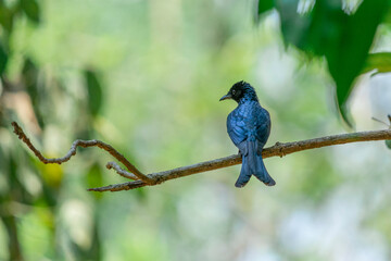 BRONZED DRONGO