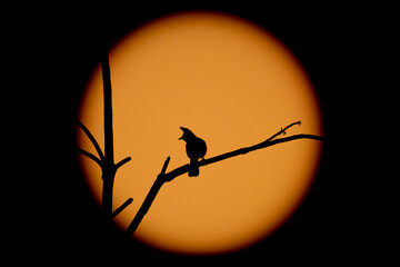 Red-whiskered Bulbul