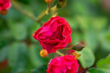 Roses captured with the 50mm F1.4 G master Lens
