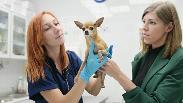 Veterinarian doctor examining of a small dog of the breed Chihuahua in a veterinary clinic. Pet checkup, tests and vaccination in vet office. Owner brought his pet to the doctor for examination