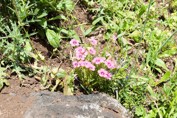 Fresh  flowers and fresh greenery in the El Al National Nature Reserve located in the northern Galilee in the North of Israel