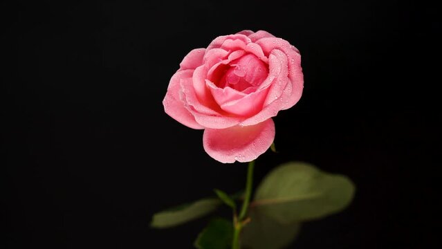Approaching a pink rose with a black background