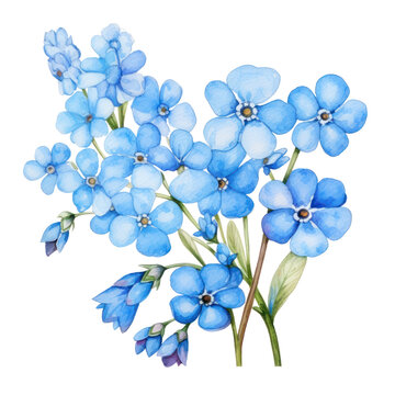 forgetmenot flower watercolor art illustration isolated on transparent background,transparency 