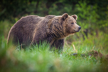 a bear walks across a green meadow at sunset