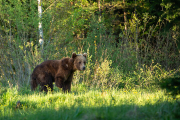 a bear walks across a green meadow at sunset