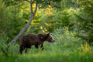 a bear walks across a green meadow at sunset