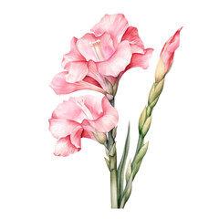 pink gladiolus flower in watercolor art illustration isolated on transparent background,transparency  - obrazy, fototapety, plakaty