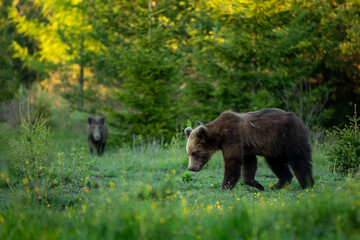 a fight between a bear and a wild boar on the meadow and in the forest