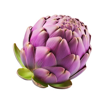 purple artichoke isolated on transparent background,transparency 