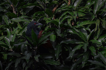Greater Coucal in Treetop