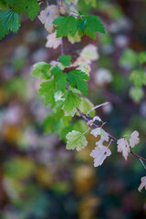 Obraz premium green leaves of a tree