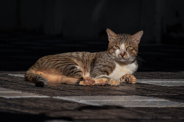 Cat's Roar: Emulating Tiger's Pose in Sunlight