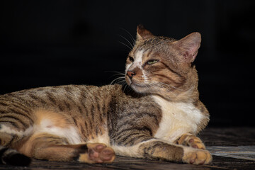 Feline Majesty: Cat Basking in Sunlight
