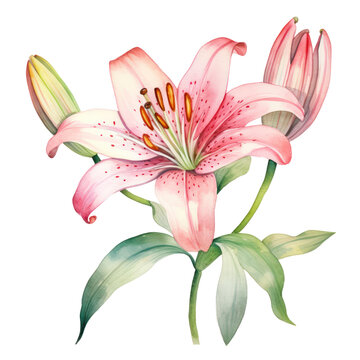lilly watercolour,watercolor art illustration isolated on transparent background,transparency 