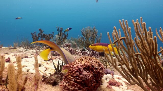 Pez &Aacute;ngel colorido holacanthus ciliaris nadando suavemente y alimentandose en arrecife entre cardumen de otras especies.