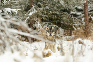 the wolf is the sitting in the winter forest