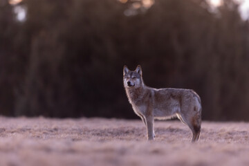 Naklejka premium the wolf stands on the bow and the sun rises