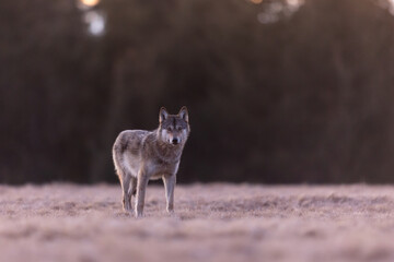 the wolf stands on the bow and the sun rises