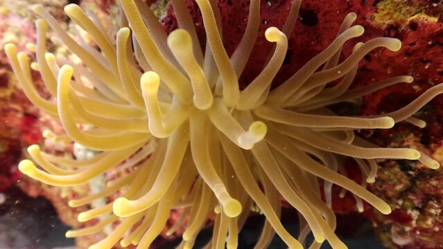 Anemona gigante Condylactis gigantea moviendo sus tent&aacute;culos conforme la marea y muchas larvas de pez a su alrededor