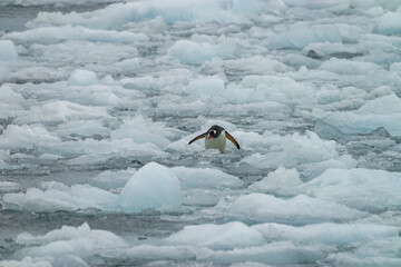 Gentoo penguins spending time on drift ice in Antarctica