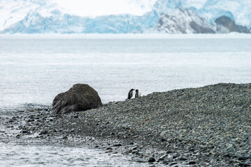 Two gentoo penguins enjoying love on the beach with the ice wall of Antarctica in the background