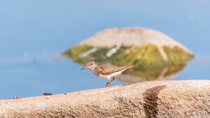 Common sandpiper, Actitis hypoleucos, resting lake shore under raindrops.