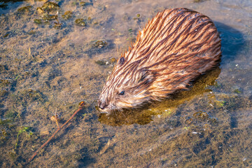 Portrait of a muskrat, ondatra zibethicus, rodent found in wetlands