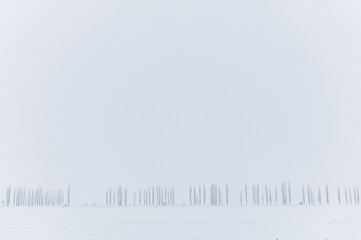 White snow field and trees in the fog.Cold winter day.Blurred foggy background.Place for text.