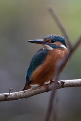 kingfisher