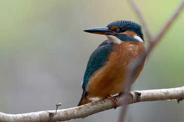 kingfisher