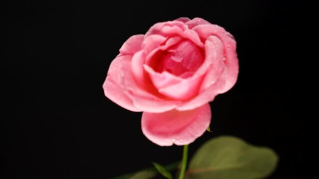 Moving away from a pink blurry rose with black background