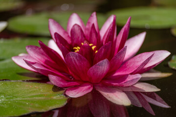 Pink lotus water lily flower in pond, waterlily with green leaves blooming