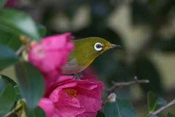 white eye on a camelia folwer