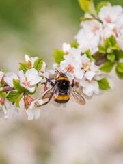 Bumblebee insect on white blooming cherry blossom. Bumblebee insect. The family of bees. Blossoming...