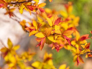 Branches of bushes with young green and red leaves.