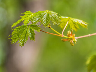 Spring branches of maple tree with fresh green leaves