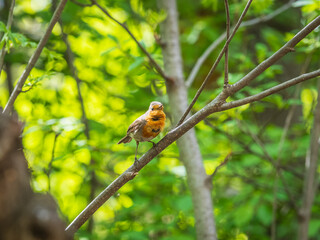 European Robin, Erithacus rubecula, song bird sits on tree in the spring forest or park