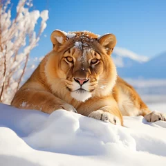 Foto op Plexiglas Tigre dente de sabre deitado na neve em um dia ensolarado - Papel de parede  © vitor