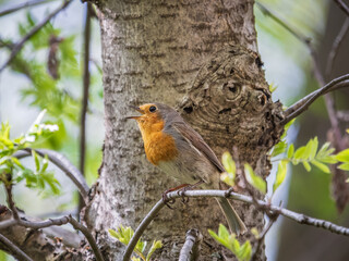 European Robin, Erithacus rubecula, song bird sits on tree in the spring forest or park