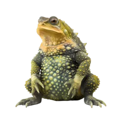Gordijnen Gecko Frog Isolated © Ariestia