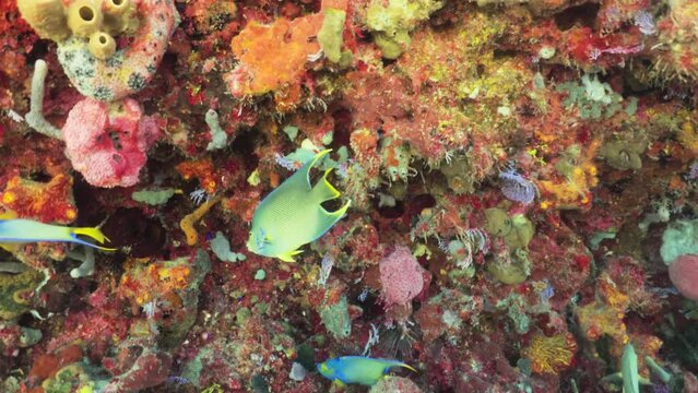 Pez Angel colorido holacanthus ciliaris nadando suavemente en arrecife entre cardumen de otras especies.